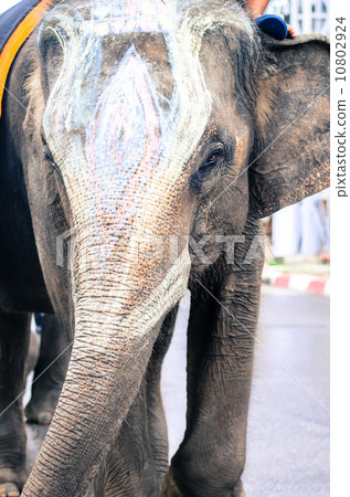 Asian Elephant head close up Asian Elephant head close up 10802924