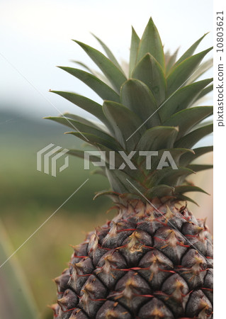 Ishigakijima 3的天然植物菠蘿3 10803621