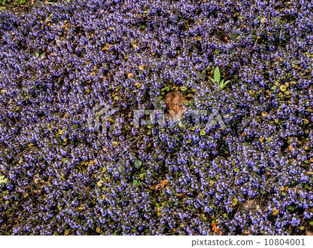 Violets Violets 10804001