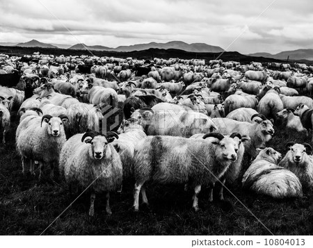 Flock of sheep Flock of sheep 10804013