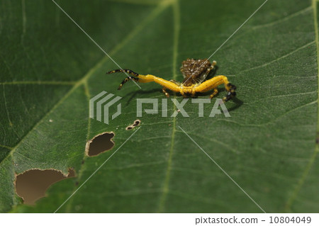 Creatures spiders Heli giro tsuke gum with yellow long feet, pose positively stretching boasted feet (hand?) 10804049