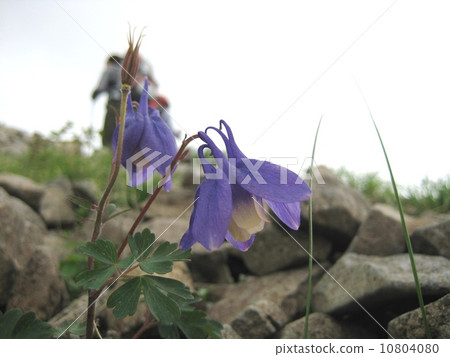 Yamaodamaki 10804080