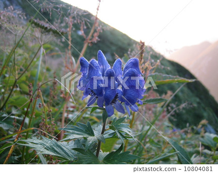 Miyama Torikabuto 10804081