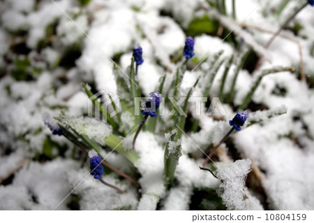 flowers under sudden snow flowers under sudden snow 10804159