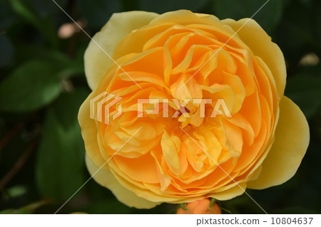 Rose Graham Thomas 10804637