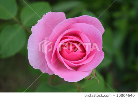 Barra Gertrude Jekyll 10804640