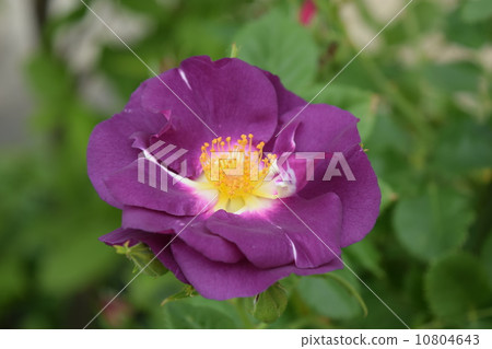Rose Rhapsody in Blue 10804643