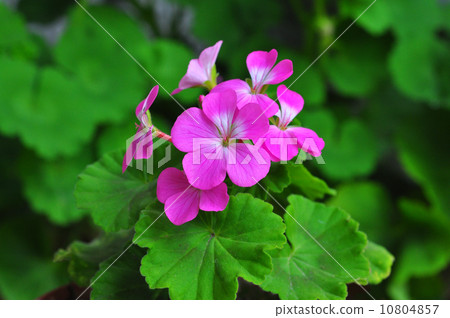 Geranium · Americana 10804857