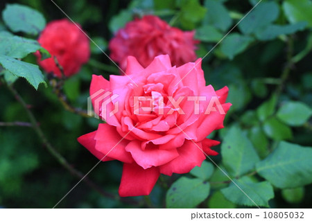 玫瑰 玫瑰 10805032