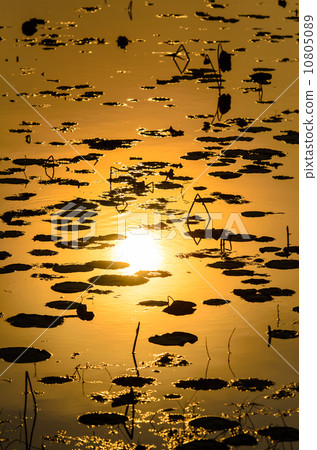 Sun set reflection on lotus lake Sun set reflection on lotus lake 10805089