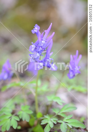 Ezoengosaku Ezoengosaku 10805352