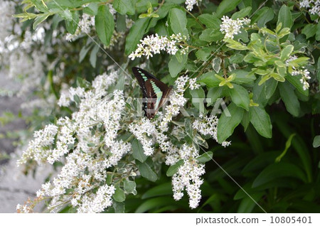 Silver prepet and blue streaks swallowtail 10805401