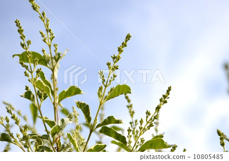 Silver pre-pet bud Silver pre-pet bud 10805485