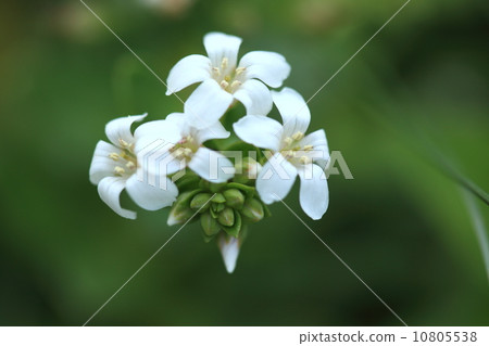 It is said that it is distributed from native plant Hamabosu, Hokkaido to South Pacific 10805538