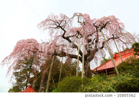 Benicidal of the Daiei Temple Benicidal of the Daiei Temple 10805562