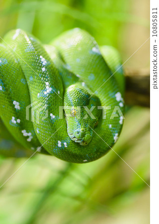 Green snake 10805811