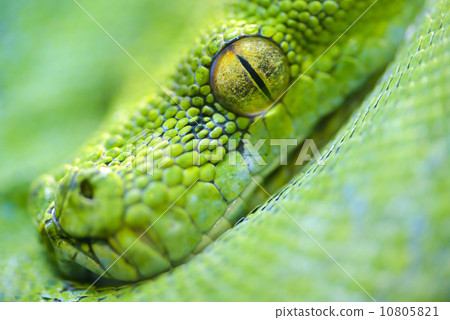 Green tree python 10805821