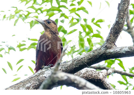 Noguchigera 1 10805963