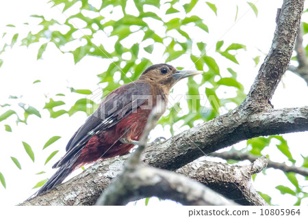 Noguchigera 2 10805964