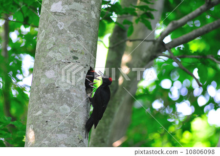 Kumagera 3 Kumagera 3 10806098