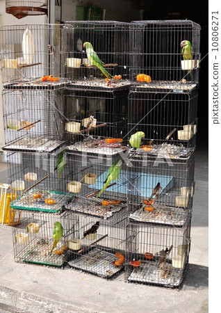 Bird cage Bird cage 10806271