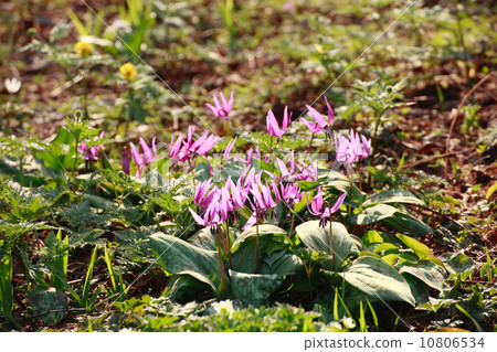 Katakuri flowers 10806534