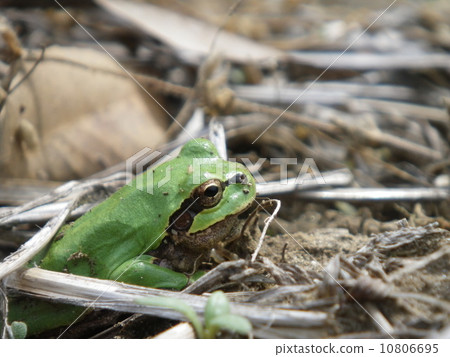 青蛙 10806695