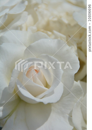 Rose   10806696