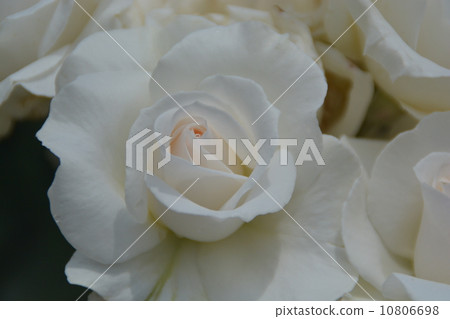 Rose   10806698