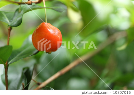 天然植物Pitanga,容易受傷所以我不能輕易看到它生 天然植物Pitanga,容易受傷所以我不能輕易看到它生 10807016