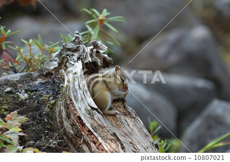 Grooming of Ezoshimaris 10807021