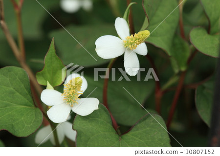 天然植物Dokudami，它到處生長，但它也是一種傳統的中藥茶 10807152