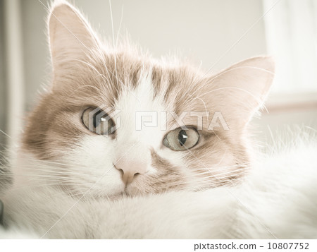 Sad cat 10807752