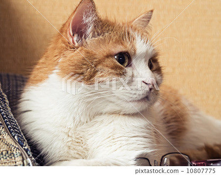 Sad cat 10807775