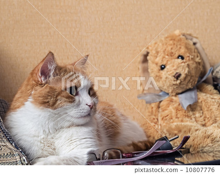 Sad cat 10807776