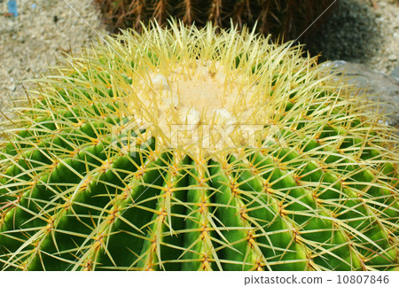 圓形仙人掌 10807846