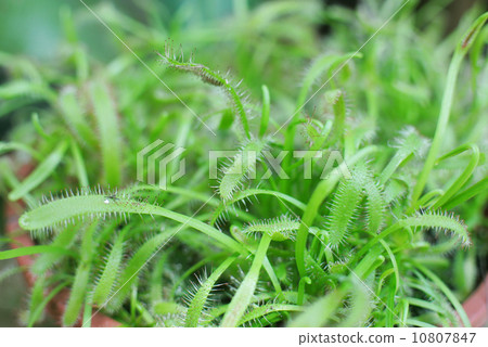 威爾士洋蔥 10807847