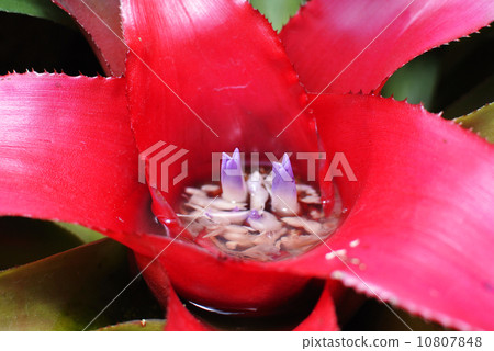 華麗的植物 10807848