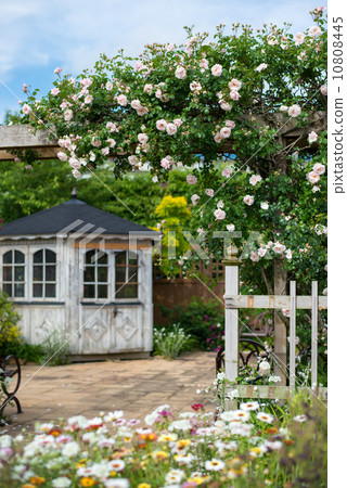 京成玫瑰園的玫瑰“新黎明” 10808445