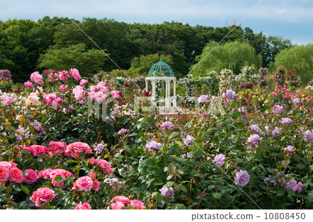 View of Keisei rose garden 10808450