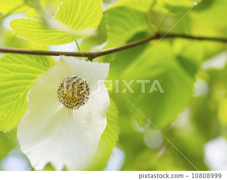 Handkerchief tree flower 10808999