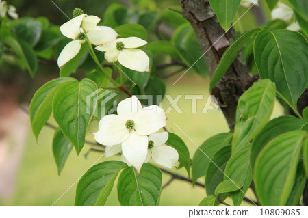 新鮮的綠色公園 10809085