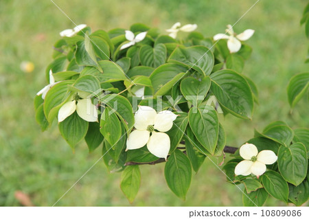 新鮮的綠色公園 10809086