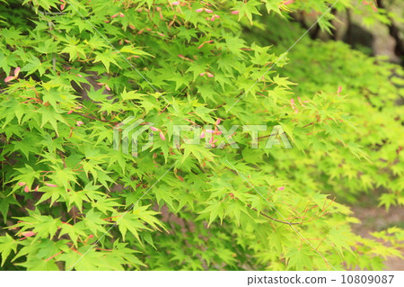 新鮮的綠色公園 10809087