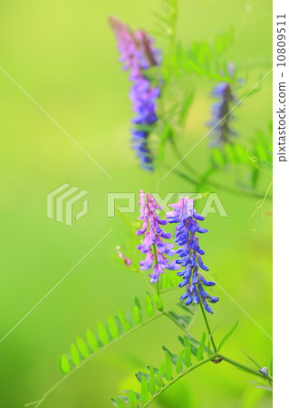 Kusafuji紫色花 10809511