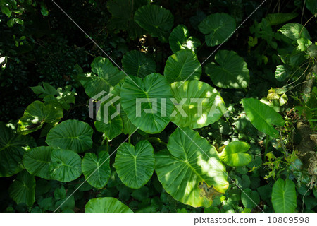 Alocasia leaves 10809598