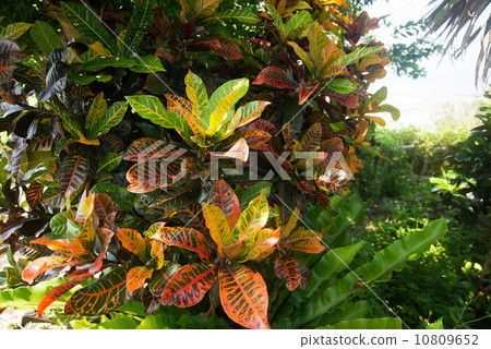 Croton Croton 10809652