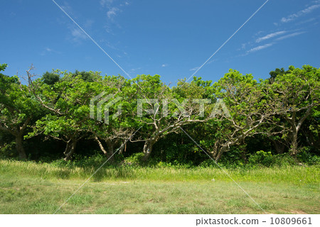 迪戈的樹木 10809661