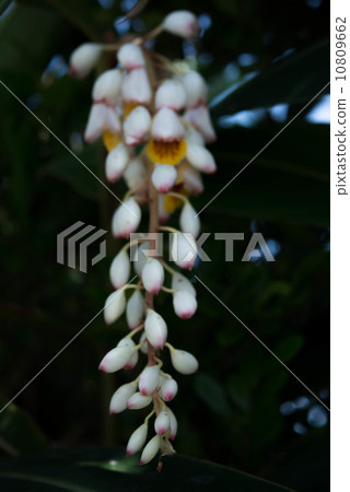 Moon peach Moon peach 10809662