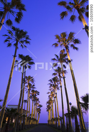 Palm tree and night sky 10809990
